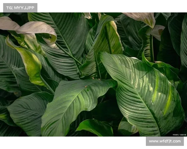 如何科学养护卷帘绿魔保持其健康生长与美丽姿态的实用技巧